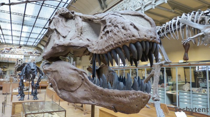 What Dinosaur has 500 teeth? A question to History and Mystery