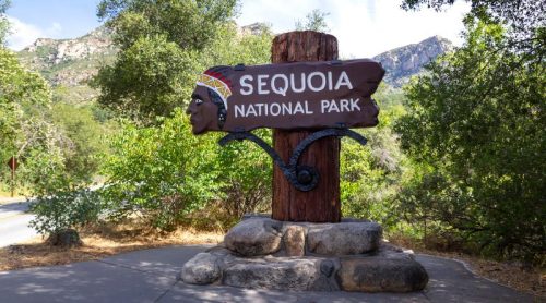 Best sequoia lps sequoiakokalitchevaaxios