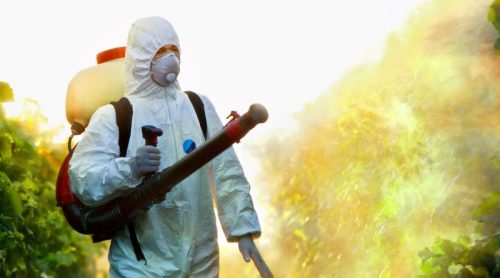 The Ultimate Guide to Wasp Pest Control: Tips and Tricks