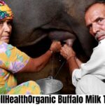 WellHealthOrganic Buffalo Milk Tag