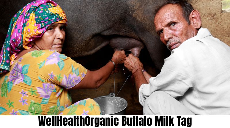 Exploring the Benefits of WellHealthOrganic Buffalo Milk Tag: A Nutritional Powerhouse
