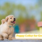 Puppy Collar for Growing Dogs