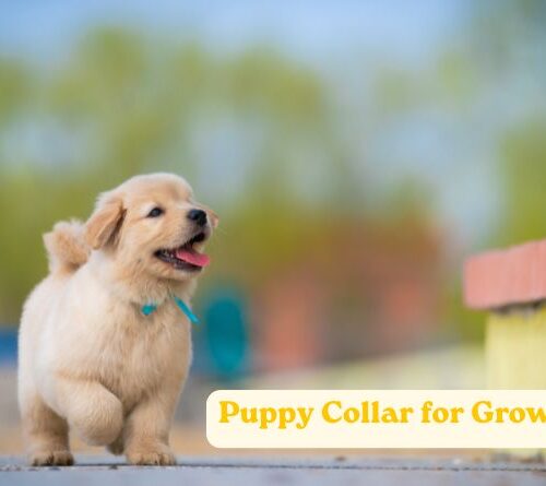 How to Choose a Puppy Collar for Growing Dogs