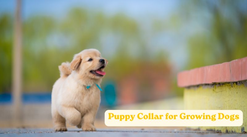 How to Choose a Puppy Collar for Growing Dogs